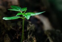 How does the employer brand survive in times of high growth? employer brand